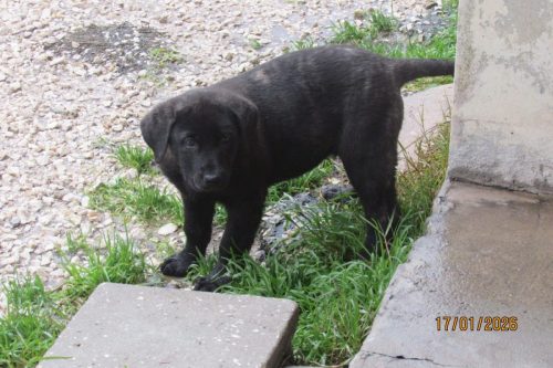 camposdolis.com-20251110F1-1