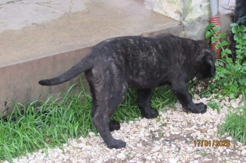 camposdolis.com-20251110F1-10