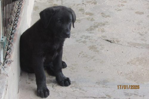 camposdolis.com-20251110F1-2