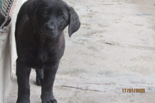 camposdolis.com-20251110F1-3