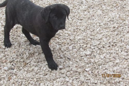 camposdolis.com-20251110F1-4