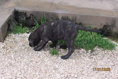 camposdolis.com-20251110F1-8