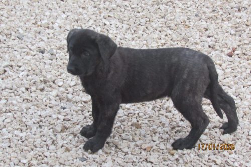 camposdolis.com-20251110F3-2