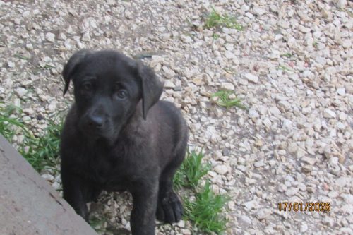 camposdolis.com-20251110F3-3