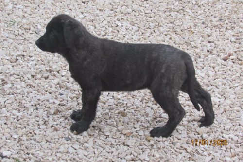 camposdolis.com-20251110F3-4