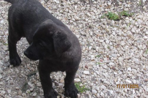 camposdolis.com-20251110F3-6