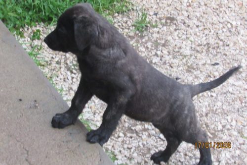 camposdolis.com-20251110F3-8