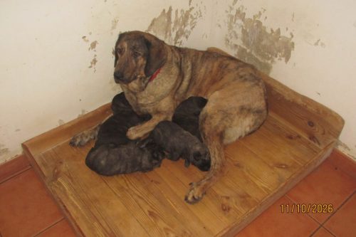 camposdolis.com-2026-09-25-04