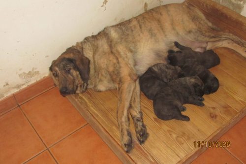 camposdolis.com-2026-09-25-07