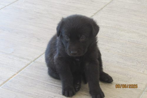 camposdolis.com 2026.05.12 F01-02