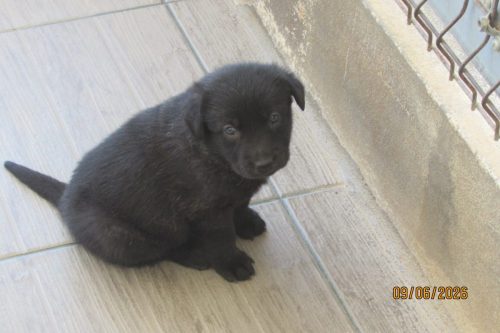 camposdolis.com 2026.05.12 F01-03