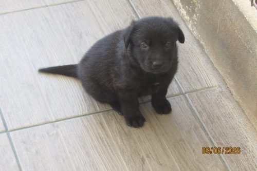 camposdolis.com 2026.05.12 F01-04