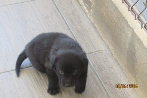 camposdolis.com 2026.05.12 F01-05