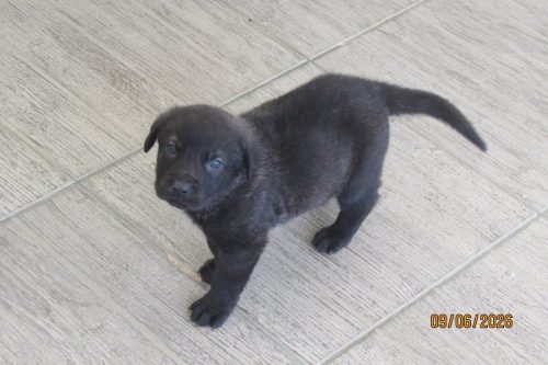 camposdolis.com 2026.05.12 M01-03