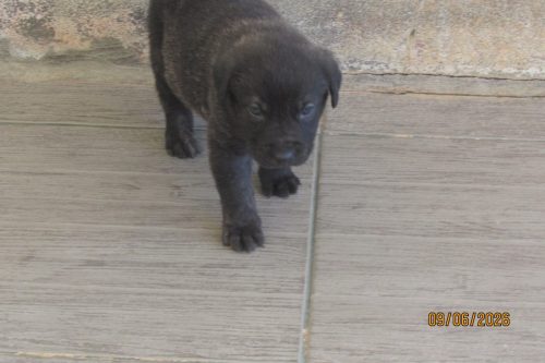 camposdolis.com 2026.05.12 M01-05