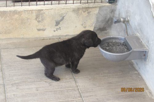 camposdolis.com 2026.05.12 M01-07