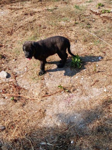 camposdolis.com 2026.05.17 F04-02