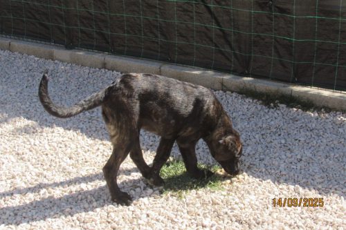 femea-17.05.2025-8 (1)
